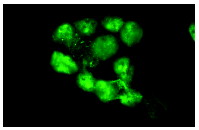 p53, sc-17846. Иммунофлуоресцентное окрашивание клеток A-431, фиксированных метанолом. Локализация ядер